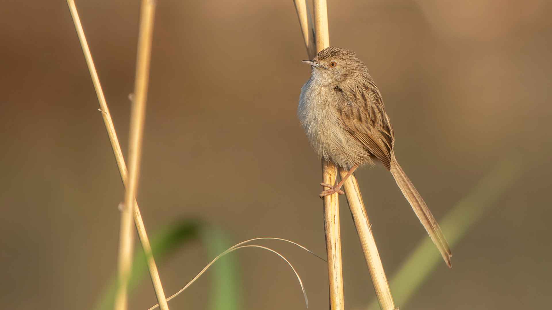 Graceful Prinia